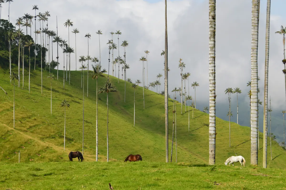 Tour Valle de Cocora